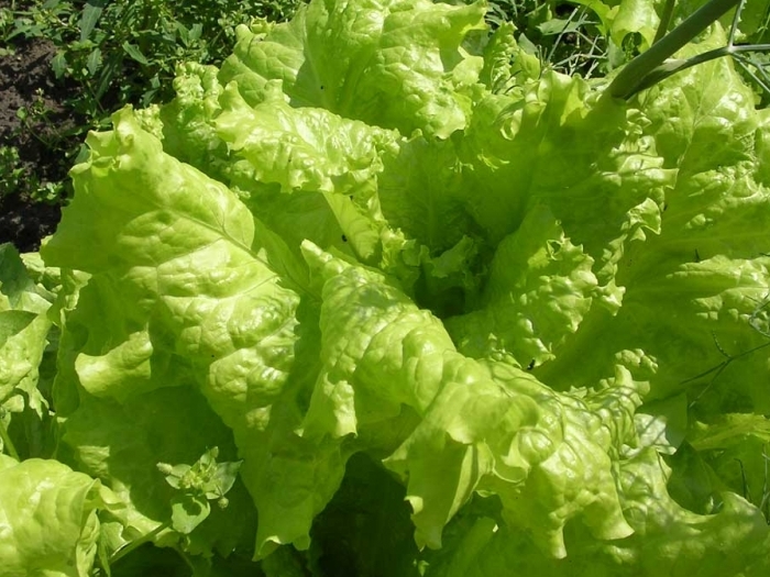 Салат посевной (зеленый, листовой)
