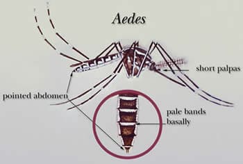 Переносчик вируса Зика - комар рода Aedes