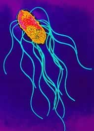 Salmonella typh возбудитель брюшного тифа