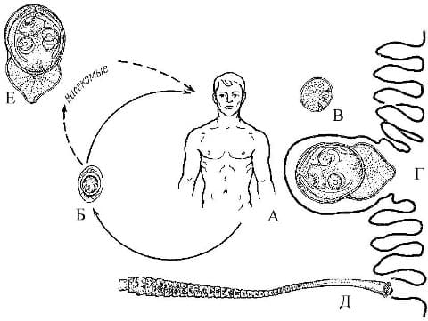 Гименолепидоз, цикл развития карликового цепня