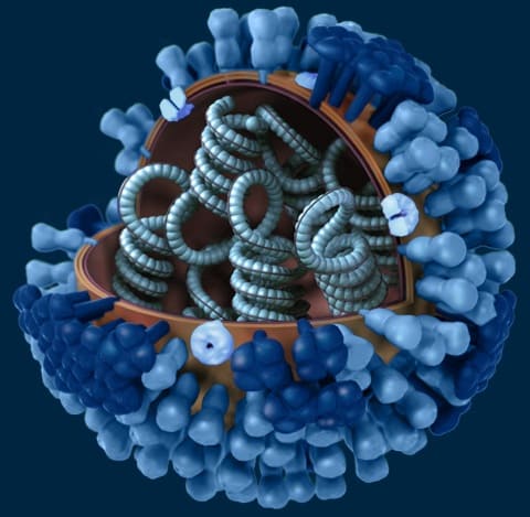 Вирус гриппа