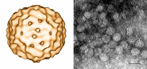 Вирус TTV (вирусный гепатит TTV)