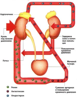 Нефрогенная артериальная гипертензия (почечное давление)