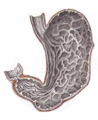 Схематическое изображение внутренней выстилки желудка (слизистой)