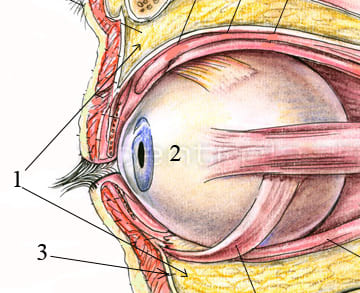 Анатомия глазницы