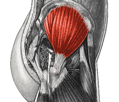 Средние ягодичные мышцы