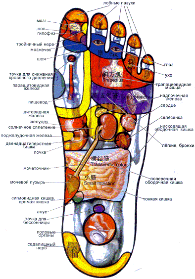 Акупунктурные точки на стопе левой ноги