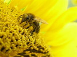 Пчелиная пыльца