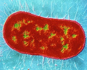 Calymmatobacterium granulomatis или тельца Донована