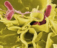 Salmonella typh возбудитель брюшного тифа