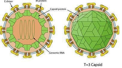 Структура вируса Зика