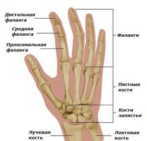 Анатомия пальцев руки 