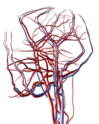 Сосудистая система (артерии и вены) головы