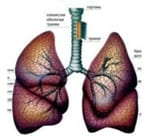 Атопическая (аллергическая) бронхиальная астма