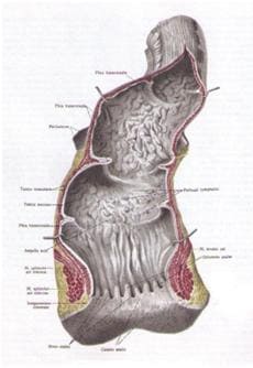 анатомия прямой кишки снаружи и изнутри