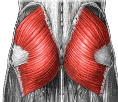 Большие ягодичные мышцы