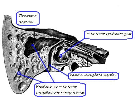 Анатомия сосцевидного отростка височной кости